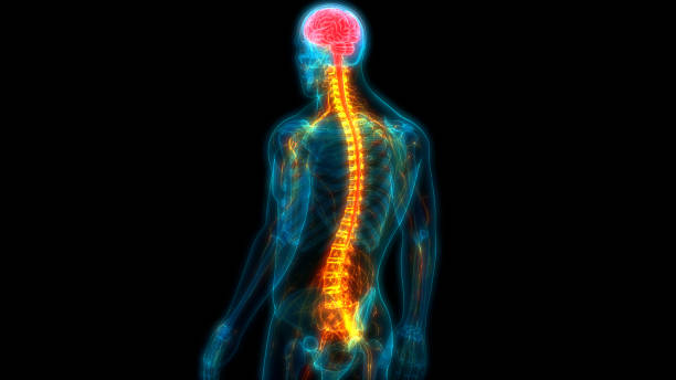 X-ray
